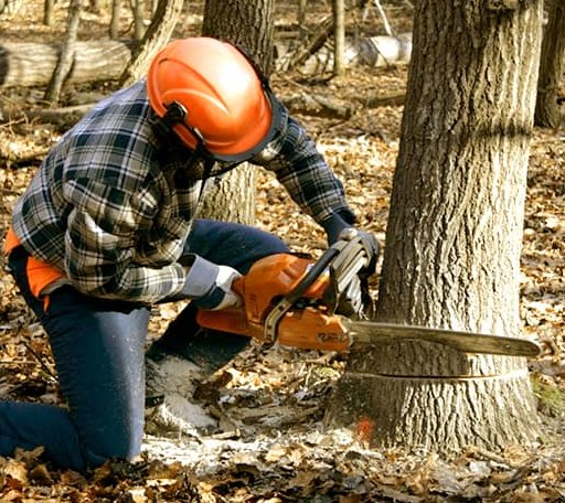 Tree Removal in Webster, PA
